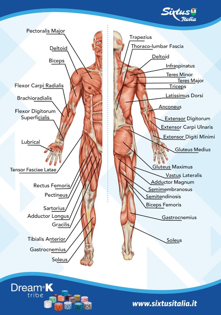 poster anatomia sixtus