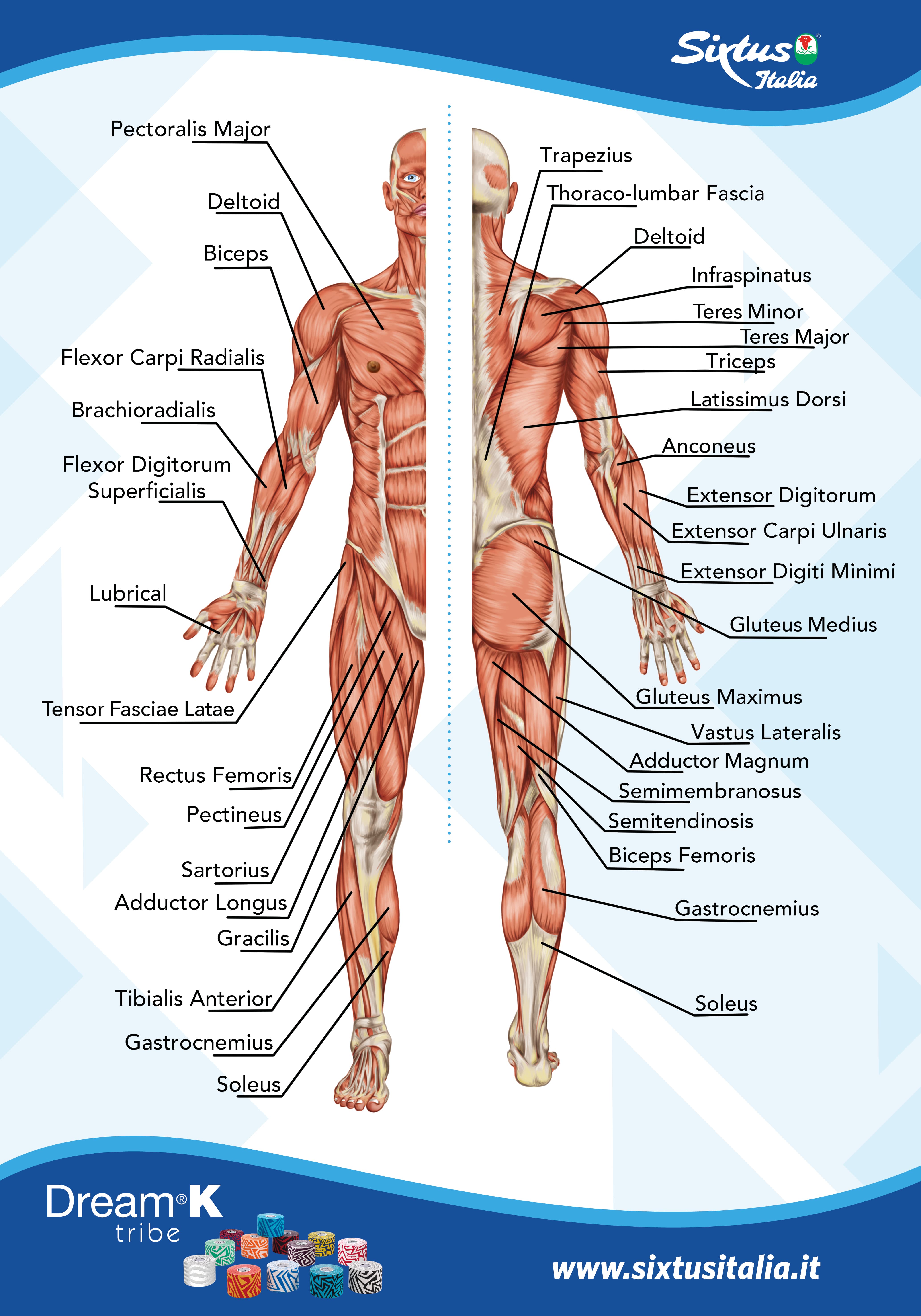 poster anatomia sixtus